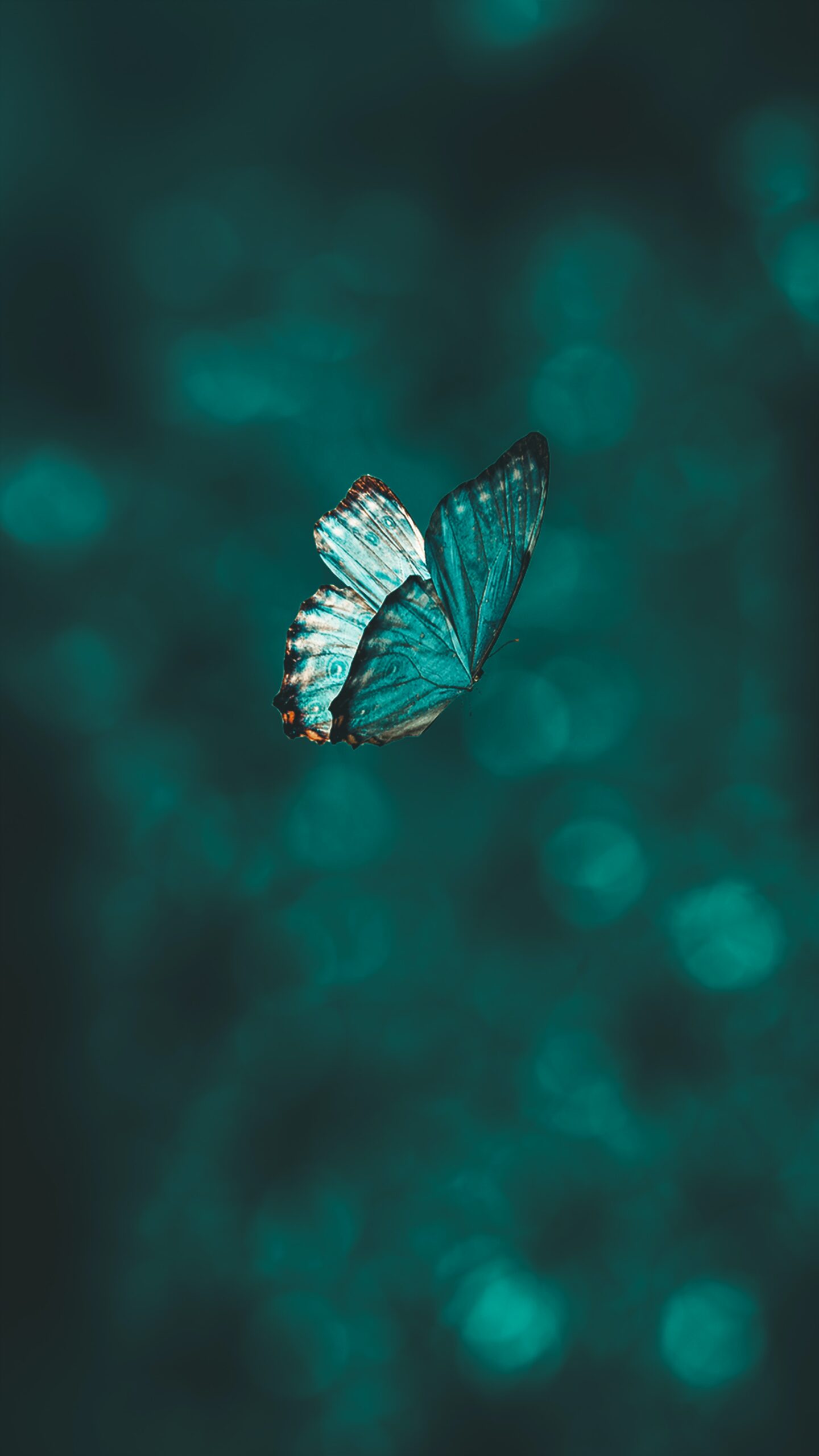 Türkiser Schmetterling, Blue Hour, Wanda Soul Studio