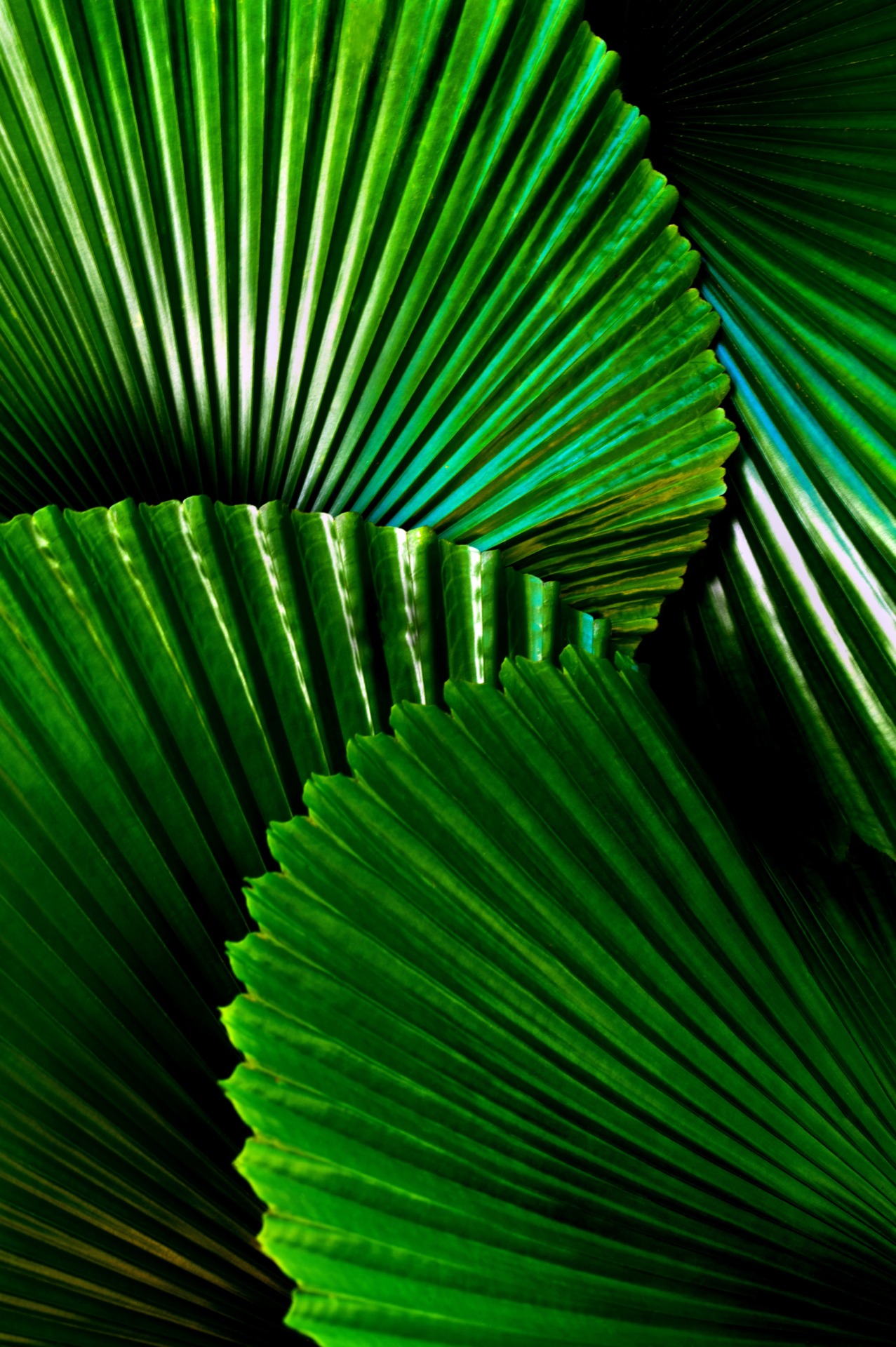 Grüne Palmenblätter, größte Website Fehler, Wanda Soul Studio