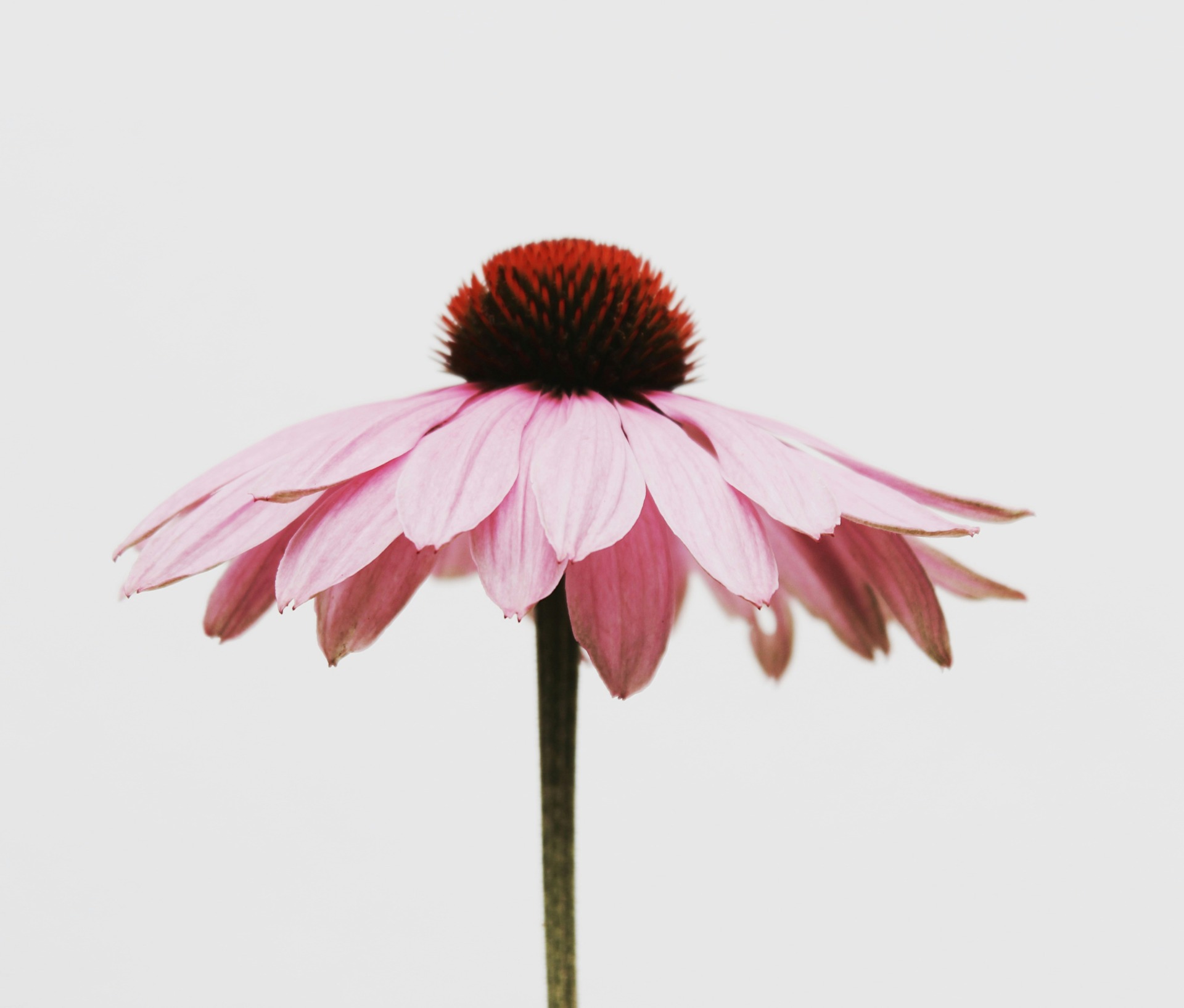 Rosa Sonnenhut Blüte, Business mit Leichtigkeit führen, Wanda Soul Studio