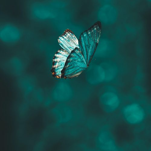 Türkiser Schmetterling, Blue Hour, Wanda Soul Studio