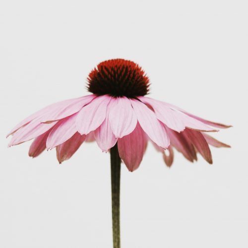 Rosa Sonnenhut Blüte, Business mit Leichtigkeit führen, Wanda Soul Studio